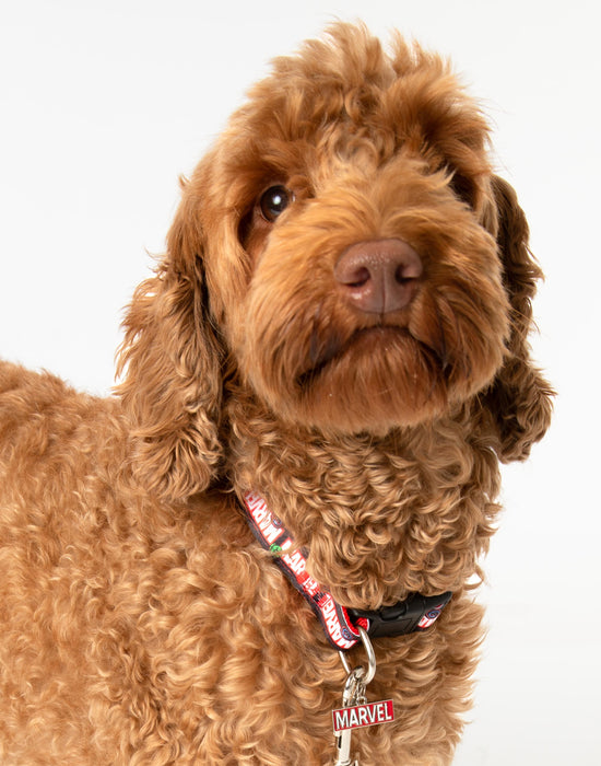 Marvel Pets 4 Piece Gift Set